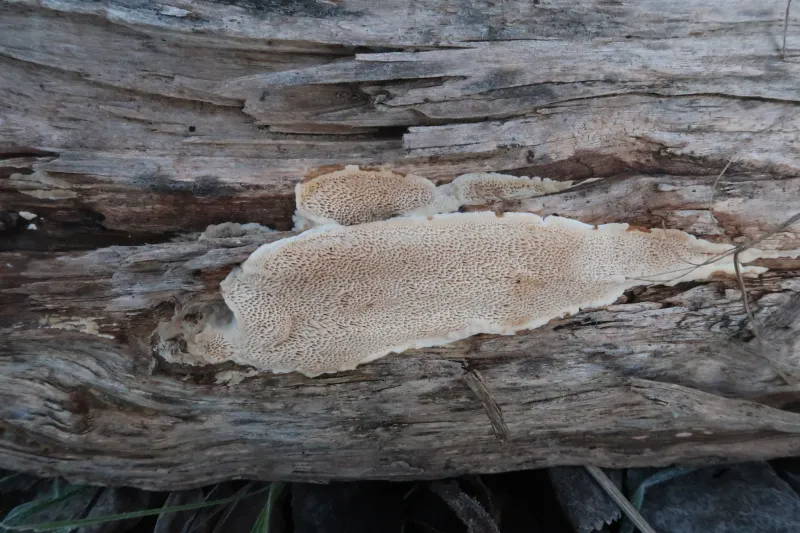 Antrodia macra 1 - IMG_6291